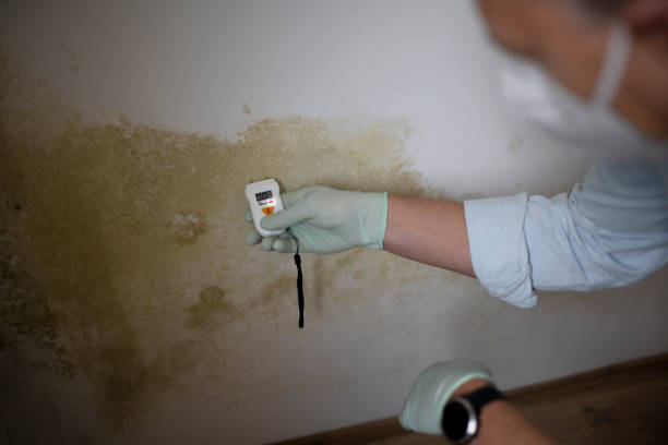 Professional Mold Removal in Sun City West, AZ